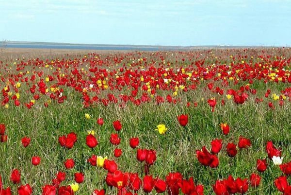Степь цветет Астраханская область