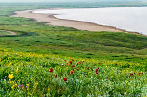 Луг с цветами