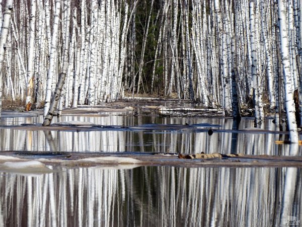 Природа весной