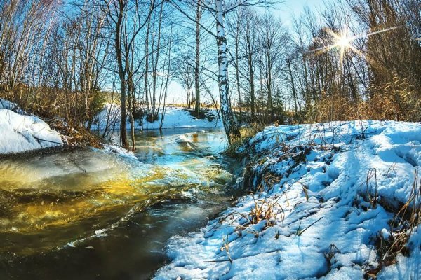 Первоцвет Эдельвейс