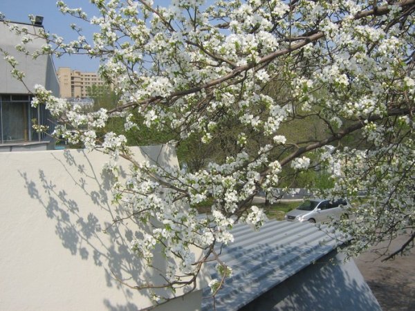 4 Апреля цветы