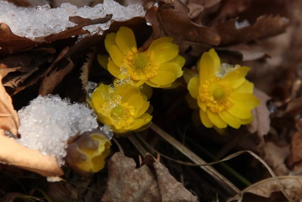 Весна март в Хабаровске