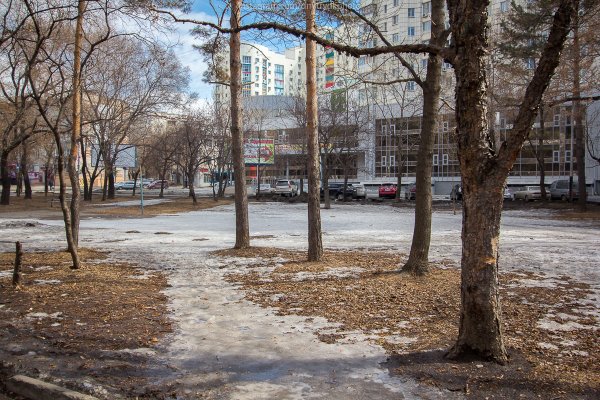 Аллея ТОГУ Сакуры Хабаровск