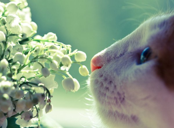 Настроение весны