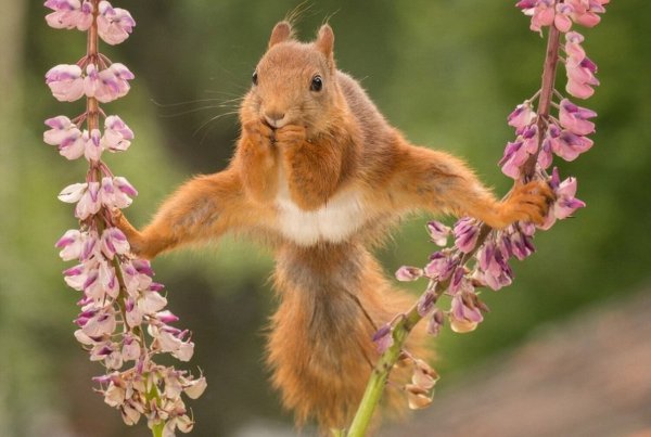 Синие коты счастья Ирины Зенюк