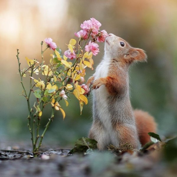 Белочка с цветочком