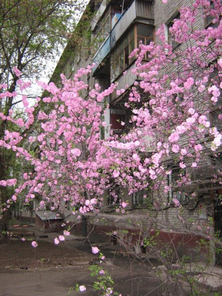 Хабаровск весной Цветущий