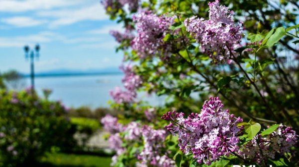 Красивые места весной Хабаровском