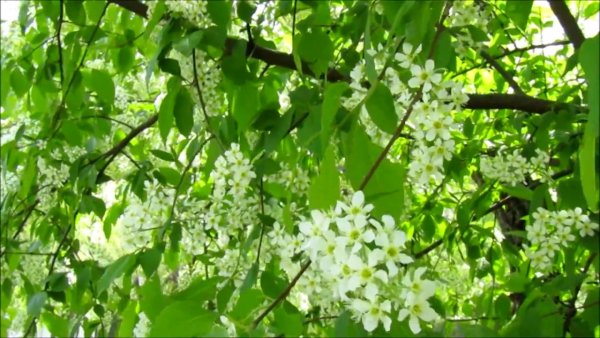 Зимний Хабаровск