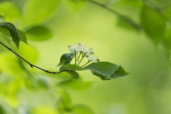 Весенняя зелень