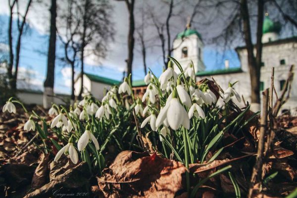 Псковская область Весна фотосессия