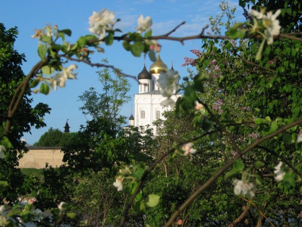 Псковский Кремль Псков Весна цветы