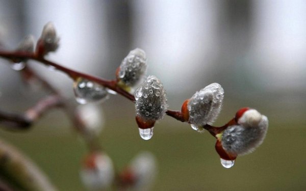 Весна капель