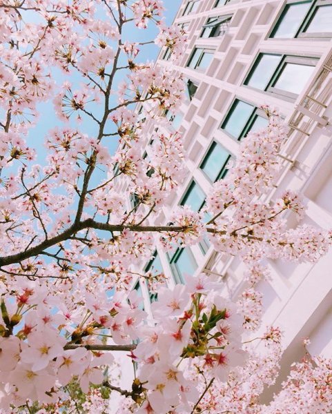 Сакура Пинтерест