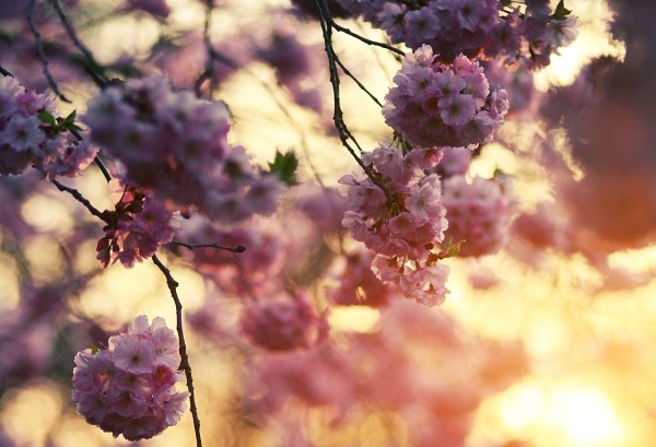 Весна солнце