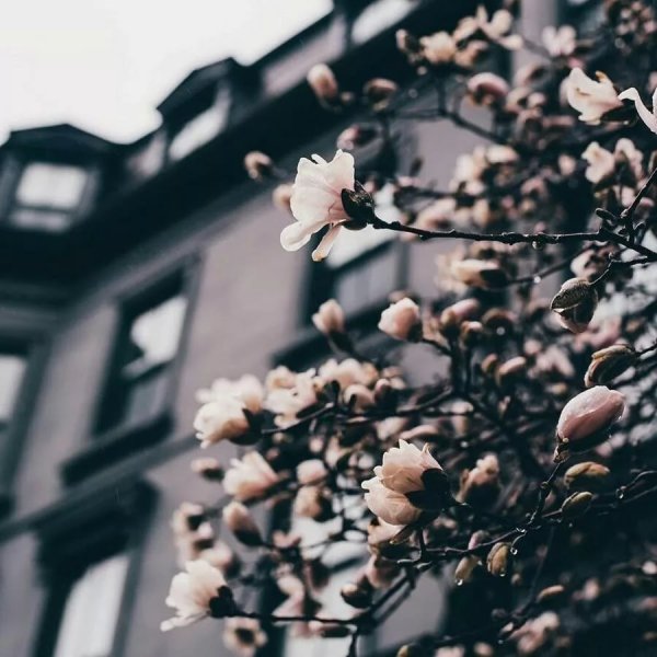 Весна Эстетика