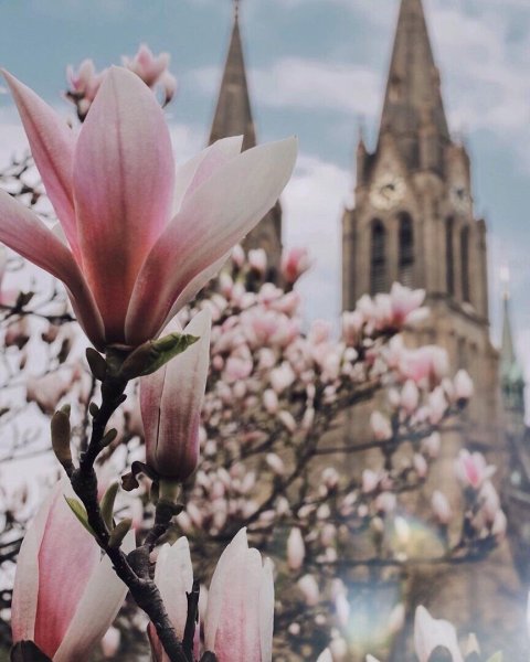 Цветы Магнолия в Праге