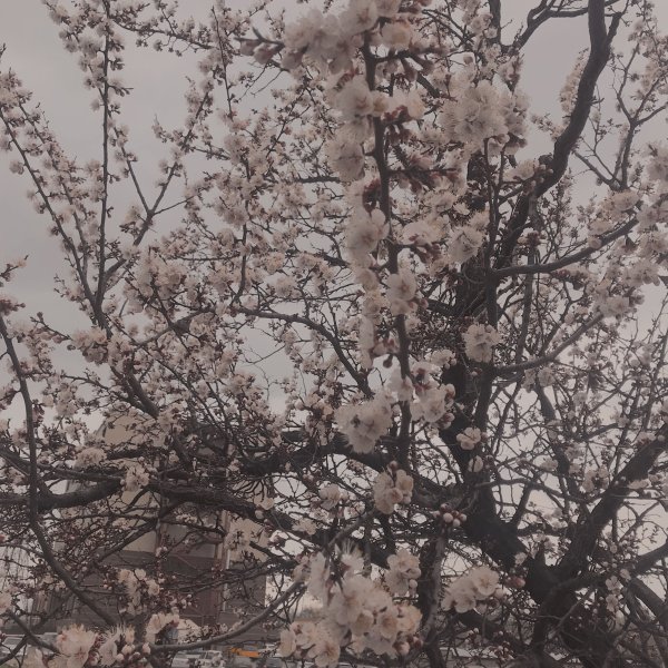 Мрачная Сакура Эстетика