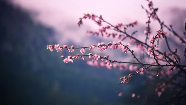 Абстракция природа