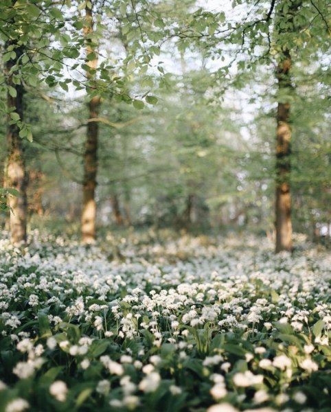 Весенний лес