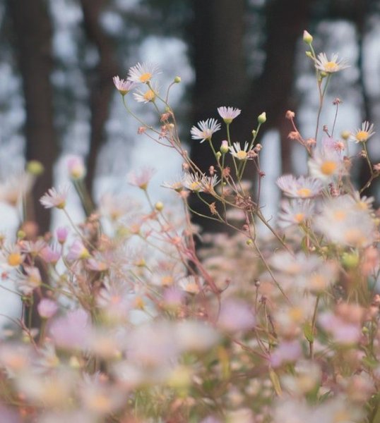 Весенняя Эстетика