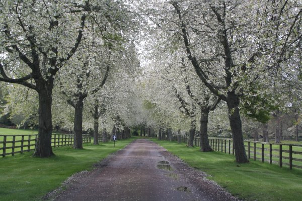 Парк Сокольники зелень