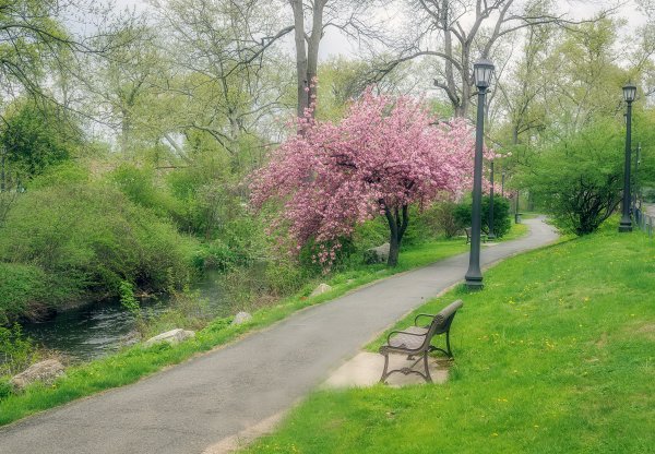 Ирландия тюльпаны