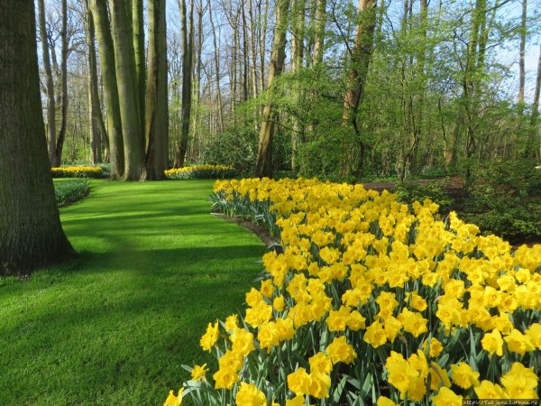 Keukenhof Gardens Нидерланды