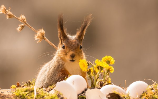 Животные весной