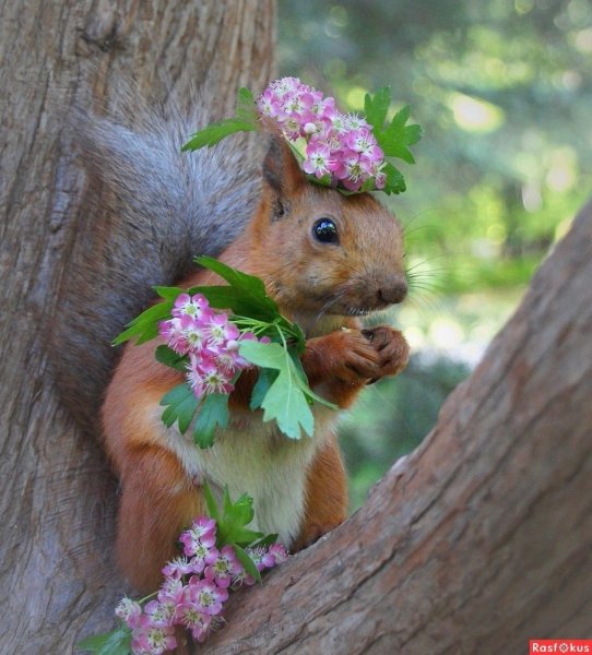 Весна природа животные