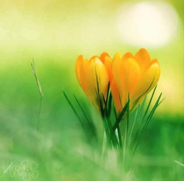 Весенние картинки на аву