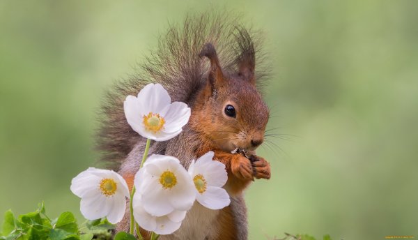 Животные в цветах