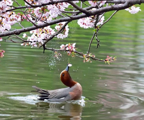 Белый медведь в цветах