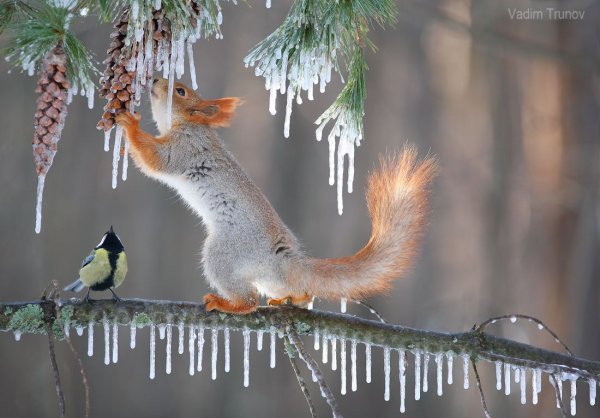 Животные весной
