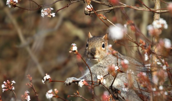 Красота природы животные
