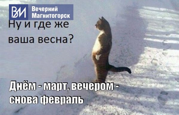 Кошка валяется в снегу