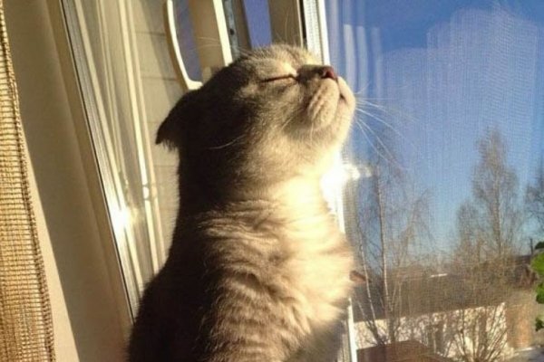 Зимние смешные коты