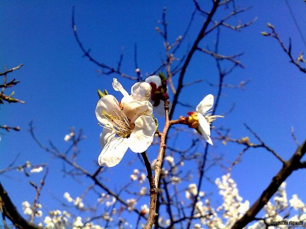 Весенняя атмосфера