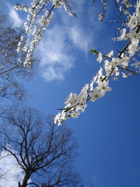 Весенняя природа