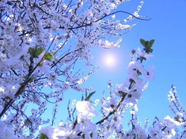 Пришла Весна солнце