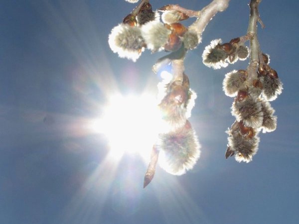 Ранняя Весна настроение