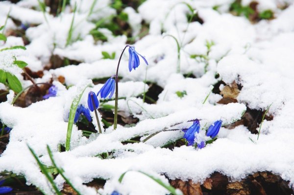 Искрящийся снег