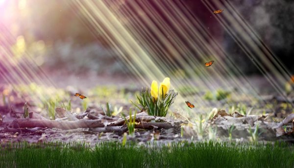 Облетающая Сакура Сакура