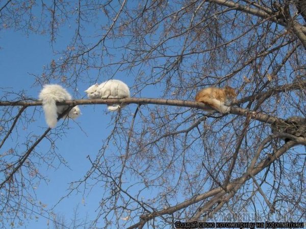 Весна просыпается