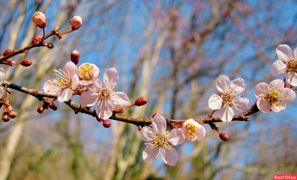 Аромат весны