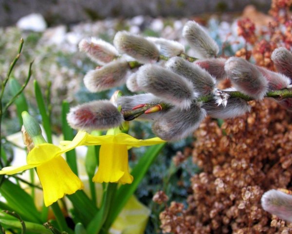 Запах весенних цветов