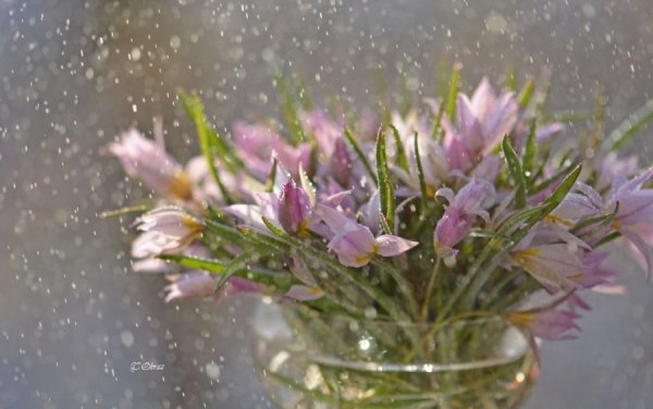 Нежные мартовские цветы