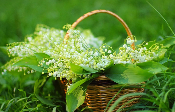 Ландыши в лесу