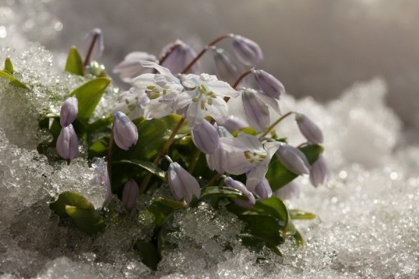 Скоро Весна