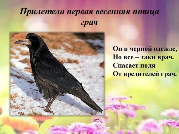 Весна птицы прилетели